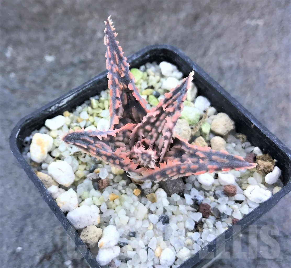 SHPR10471 Aloe hybrid