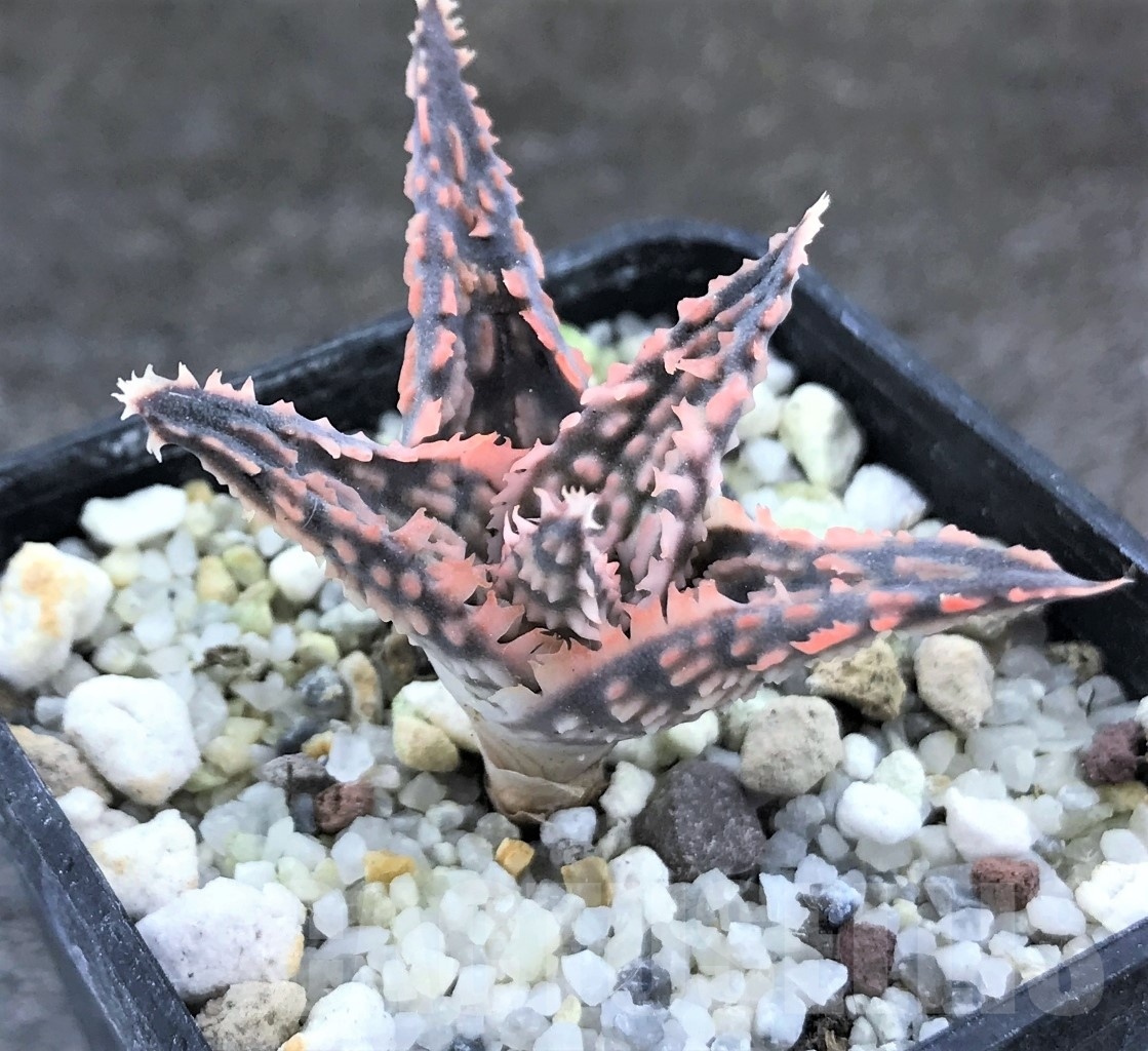 SHPR10471 Aloe hybrid - Image 2