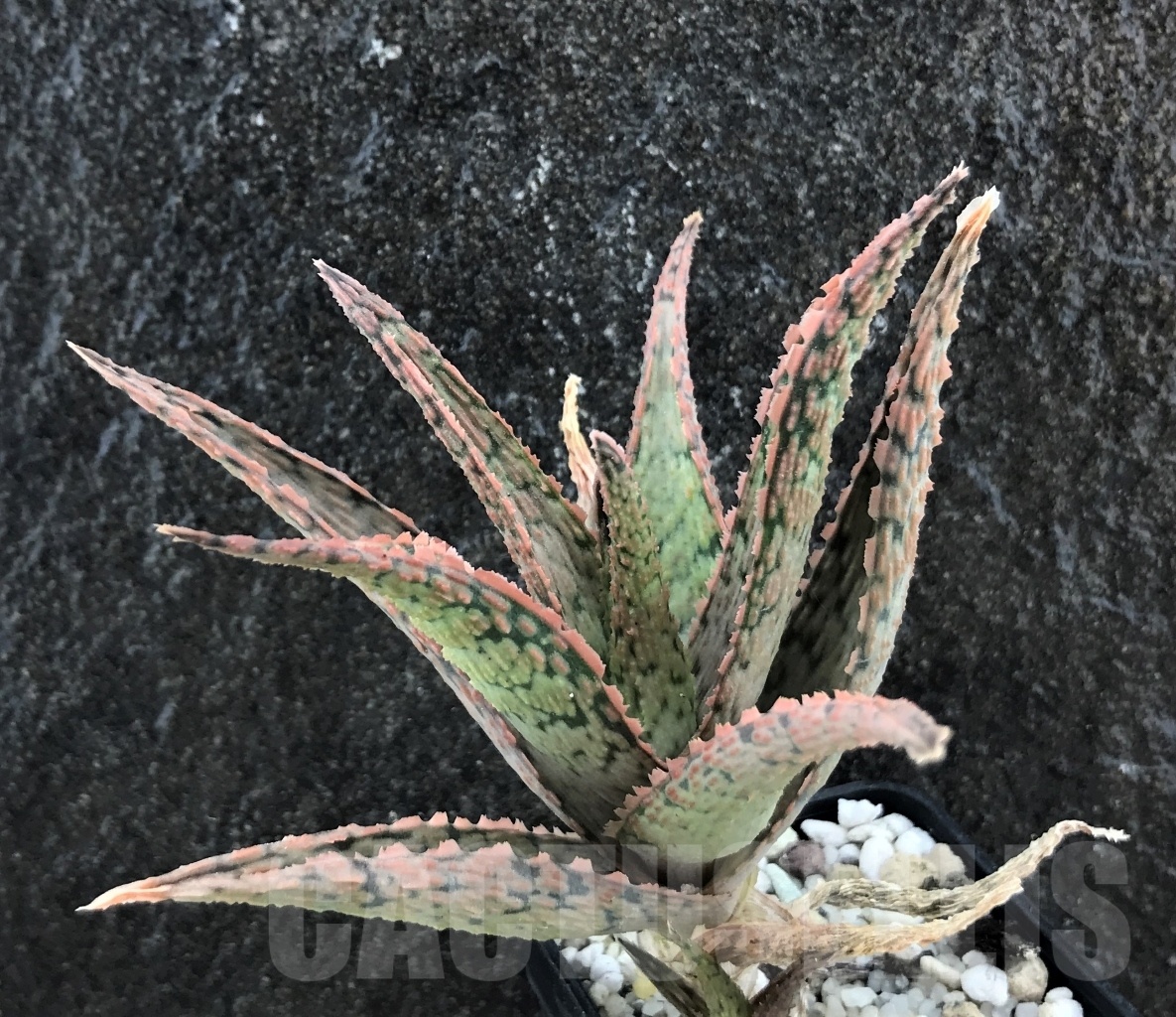SHPR10472 Aloe hybrid