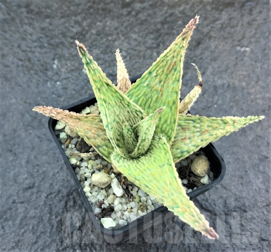SHPR10473 Aloe hybrid - Image 2