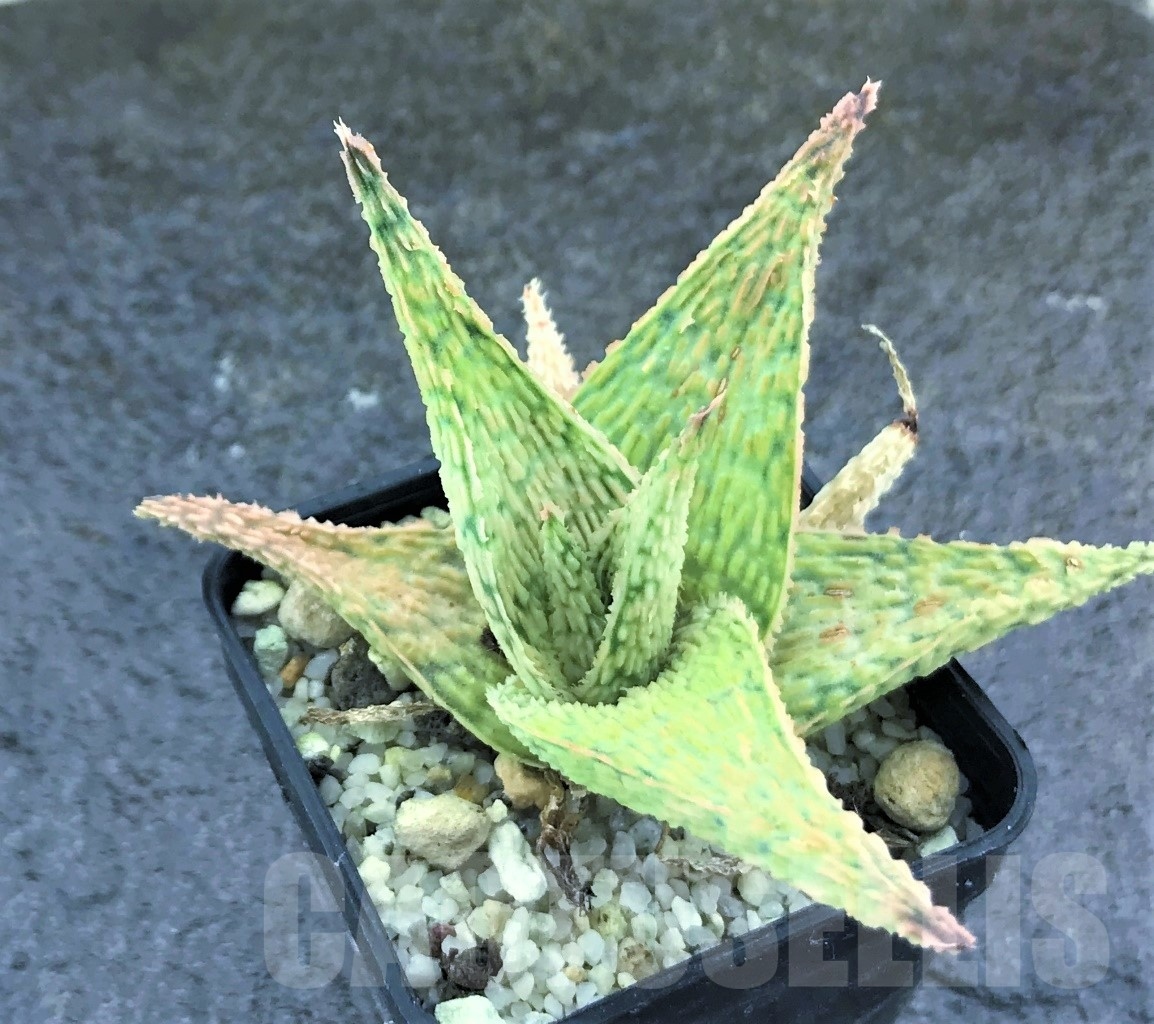 SHPR10473 Aloe hybrid