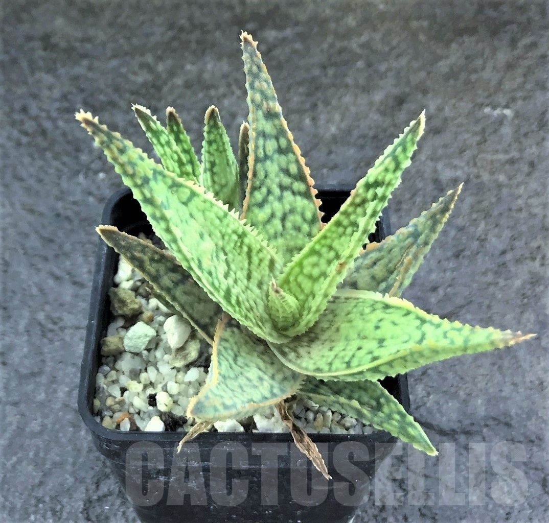 SHPR10474 Aloe hybrid