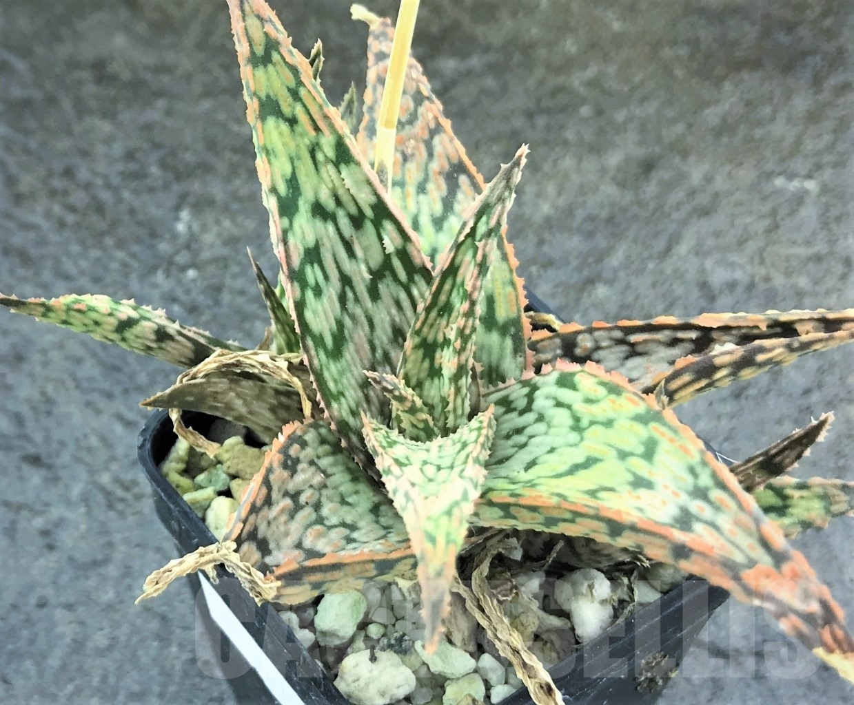 SHPR10475 Aloe hybrid