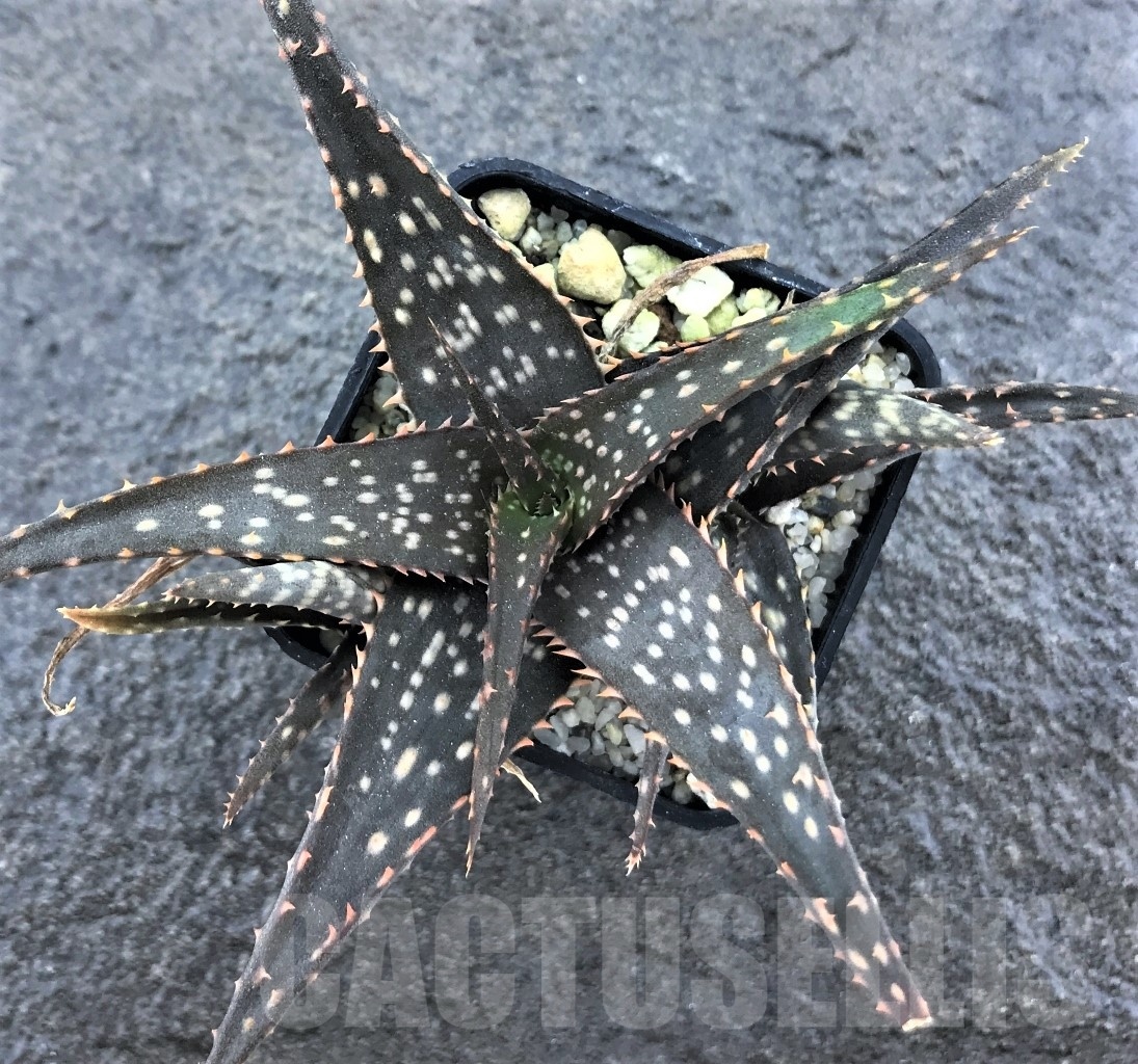 SHPR10480 Aloe hybrid