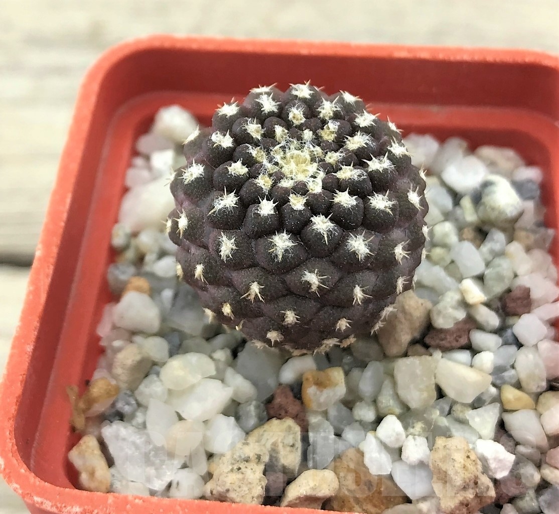 SHPR10484 Thelocephala sp. AW 287