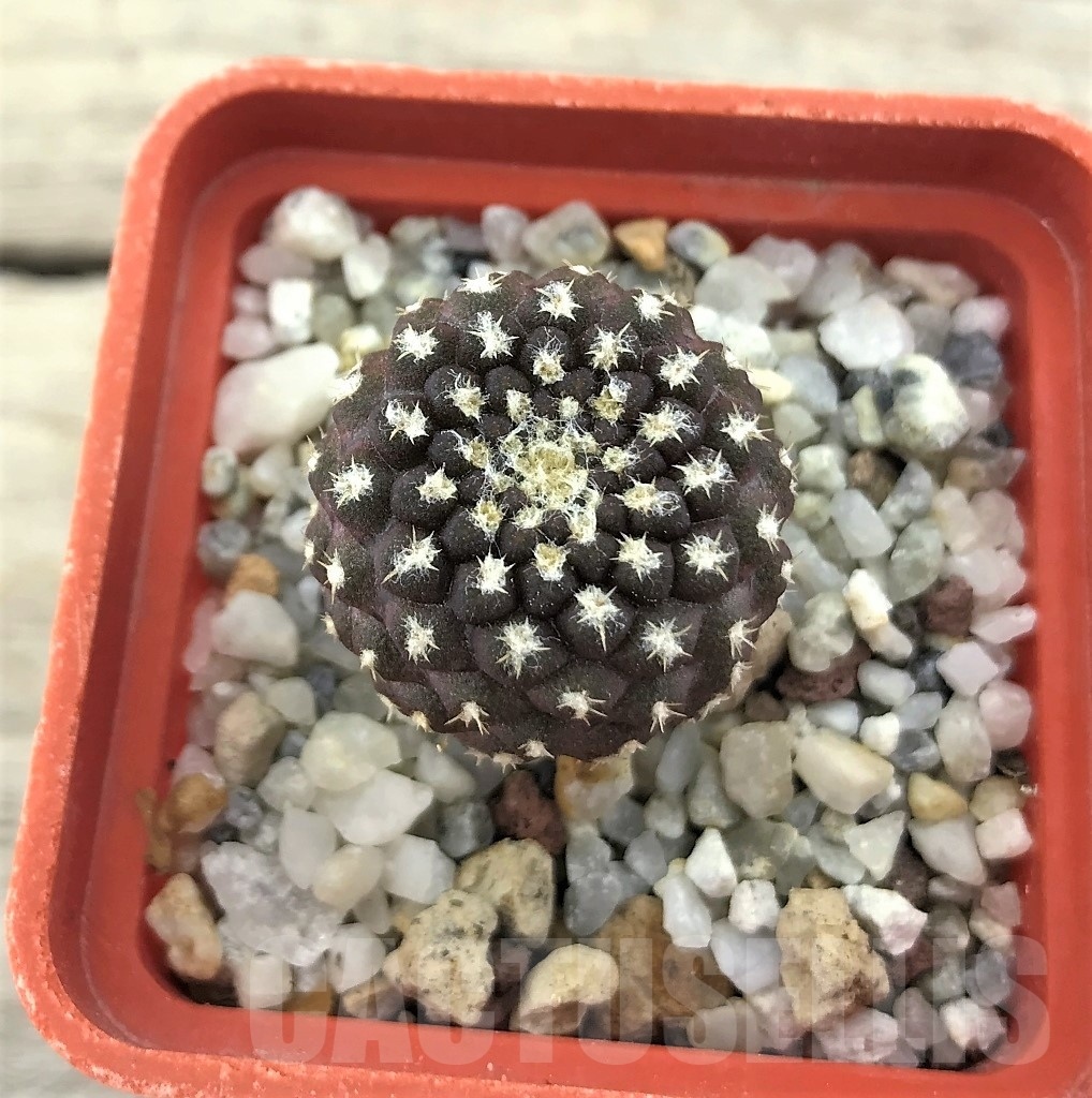 SHPR10484 Thelocephala sp. AW 287 - Image 2