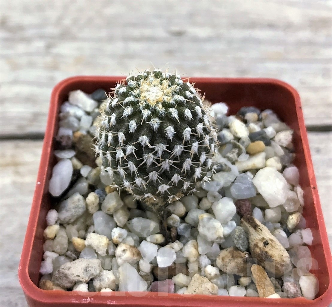 SHPR10485 Thelocephala malleolata WM 013