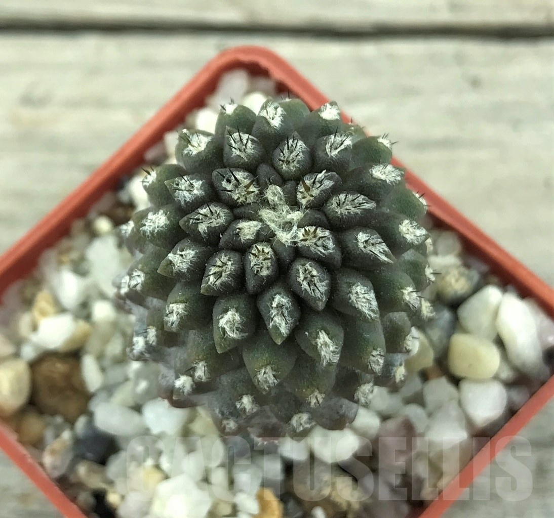 SHPR10492 Eriosyce heinrichiana - Image 2