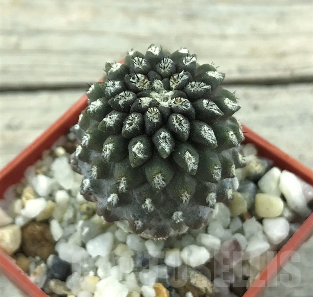 SHPR10492 Eriosyce heinrichiana