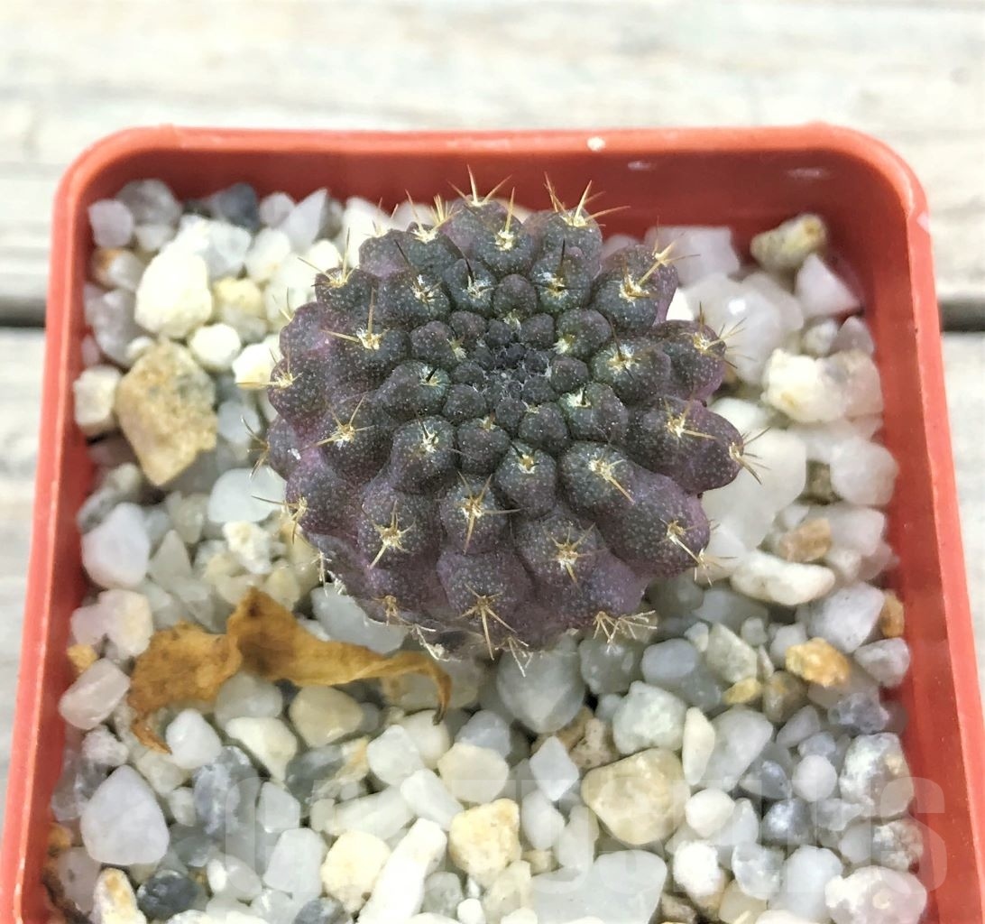 SHPR10494 Neoporteria esmeraldana - Image 2