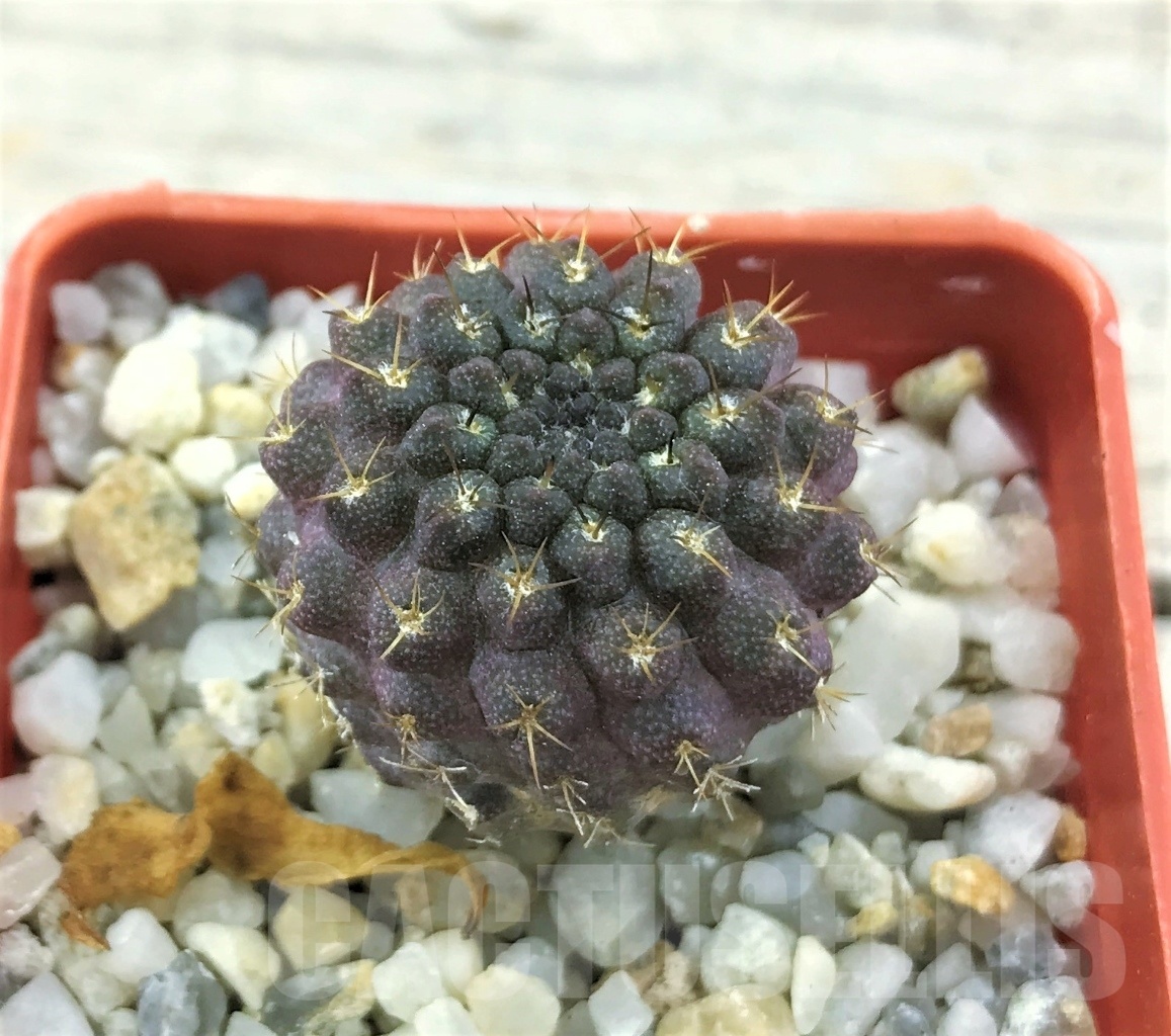 SHPR10494 Neoporteria esmeraldana