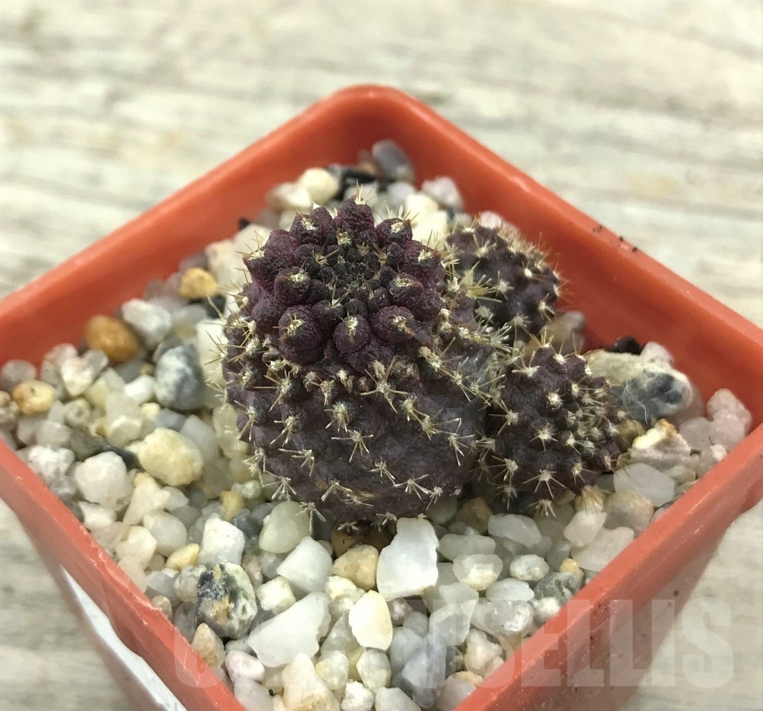 SHPR10495 Neoporteria esmeraldana