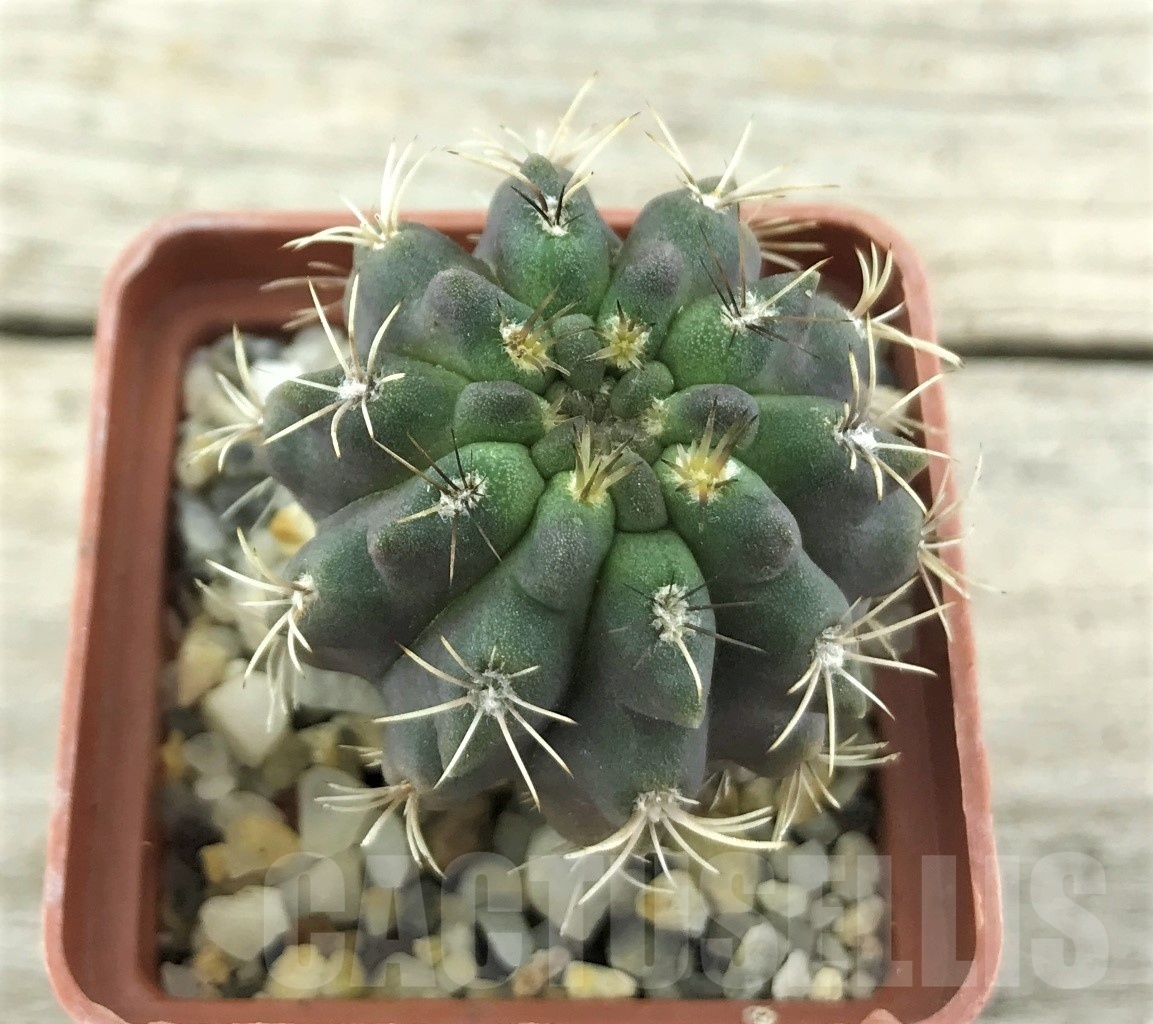 SHPR10502 Neoporteria intermedia FR 213 - Зображення 2