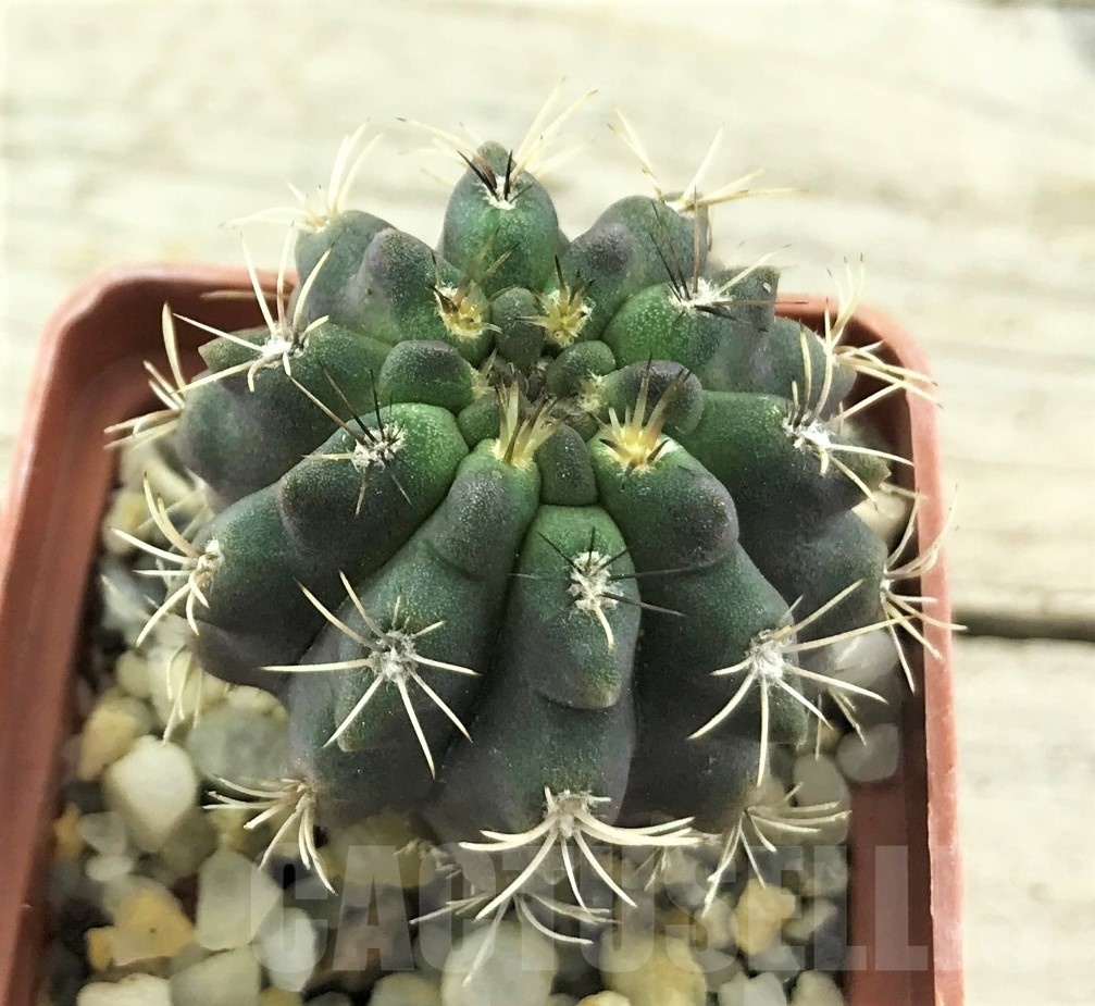 SHPR10502 Neoporteria intermedia FR 213