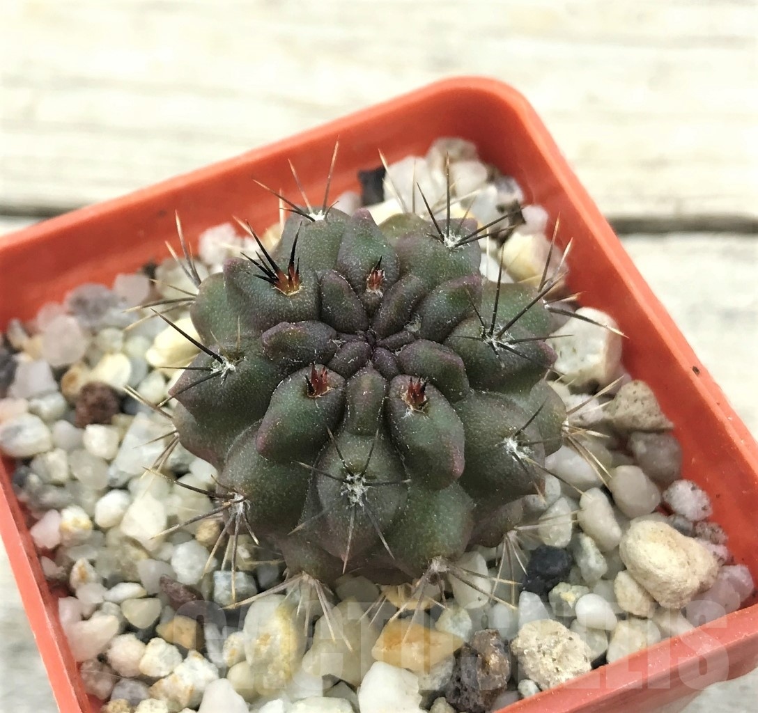 SHPR10504 Neoporteria paucicostata KK 1693