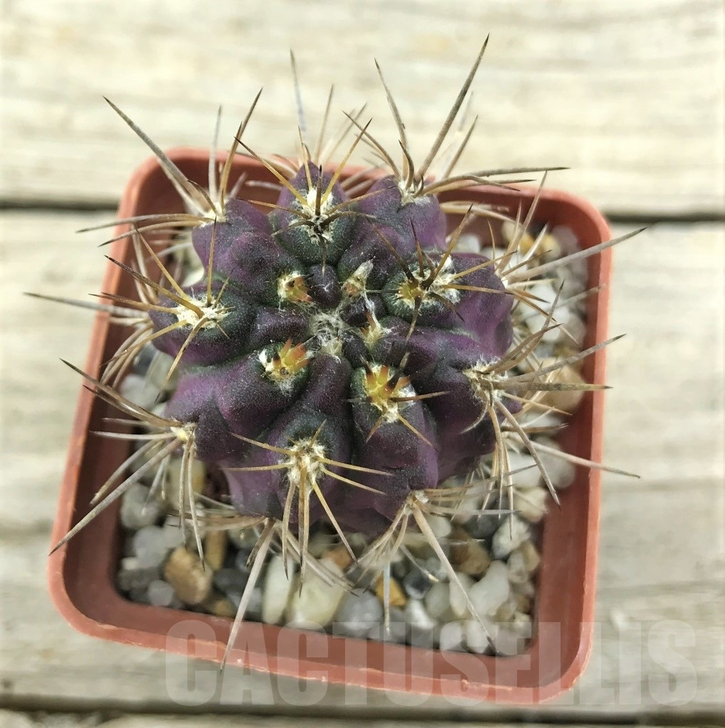 SHPR10506 Neoporteria intermedia FR 213 - Зображення 2