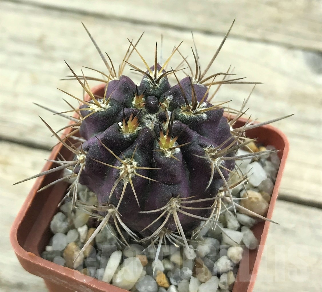 SHPR10506 Neoporteria intermedia FR 213