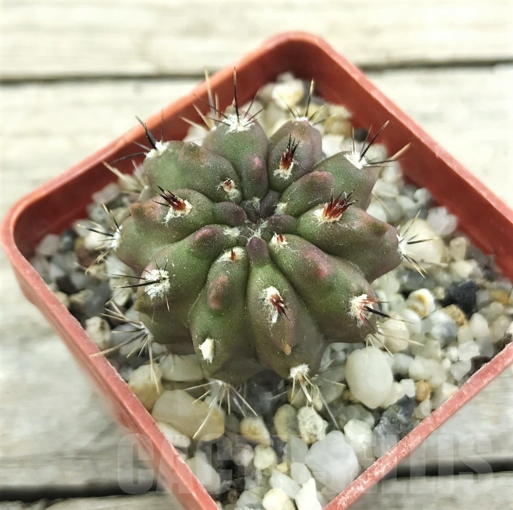 SHPR10507 Neoporteria paucicostata KK 1693