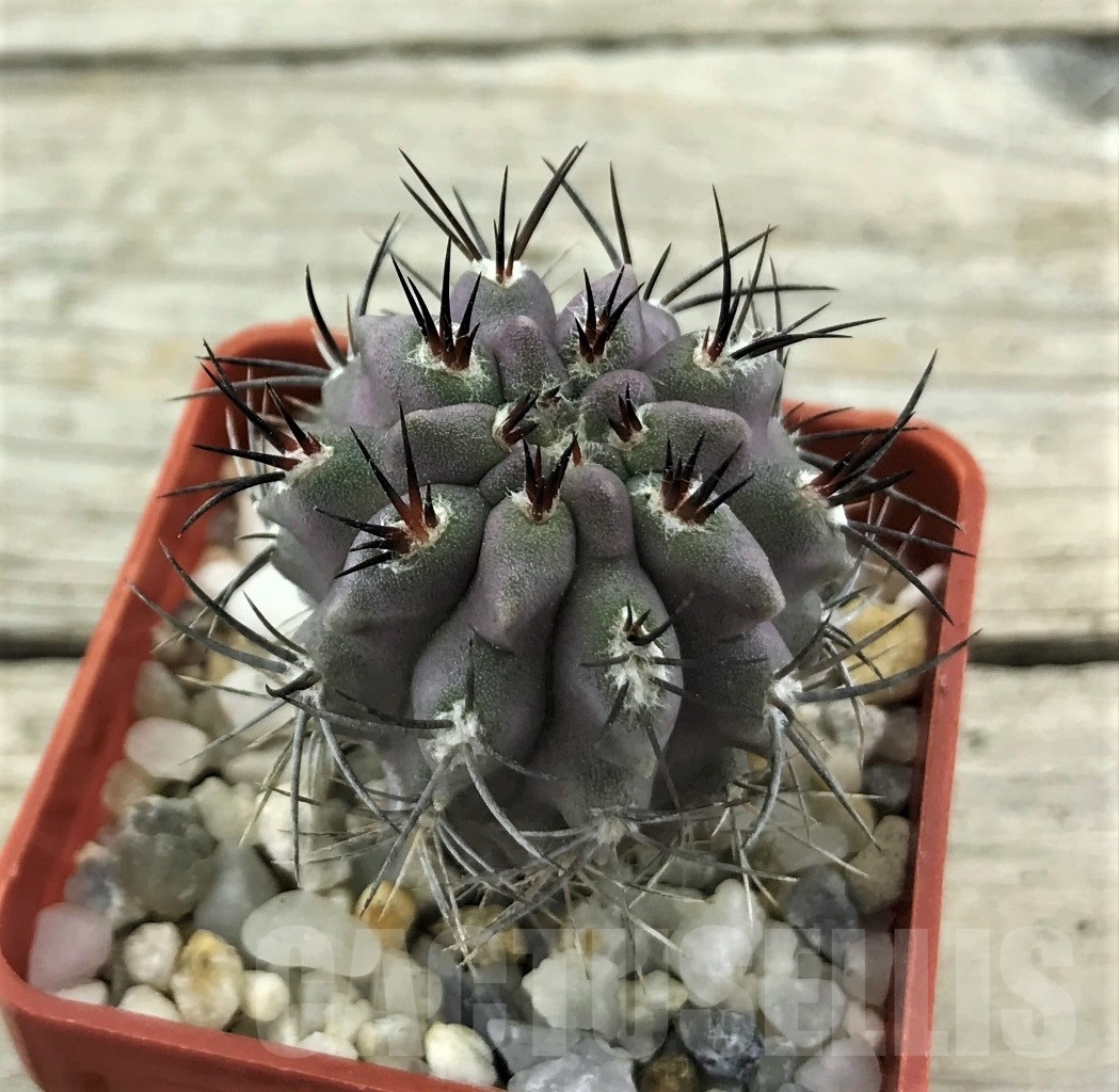 SHPR10510 Neoporteria curvispina v. echinus - Image 2