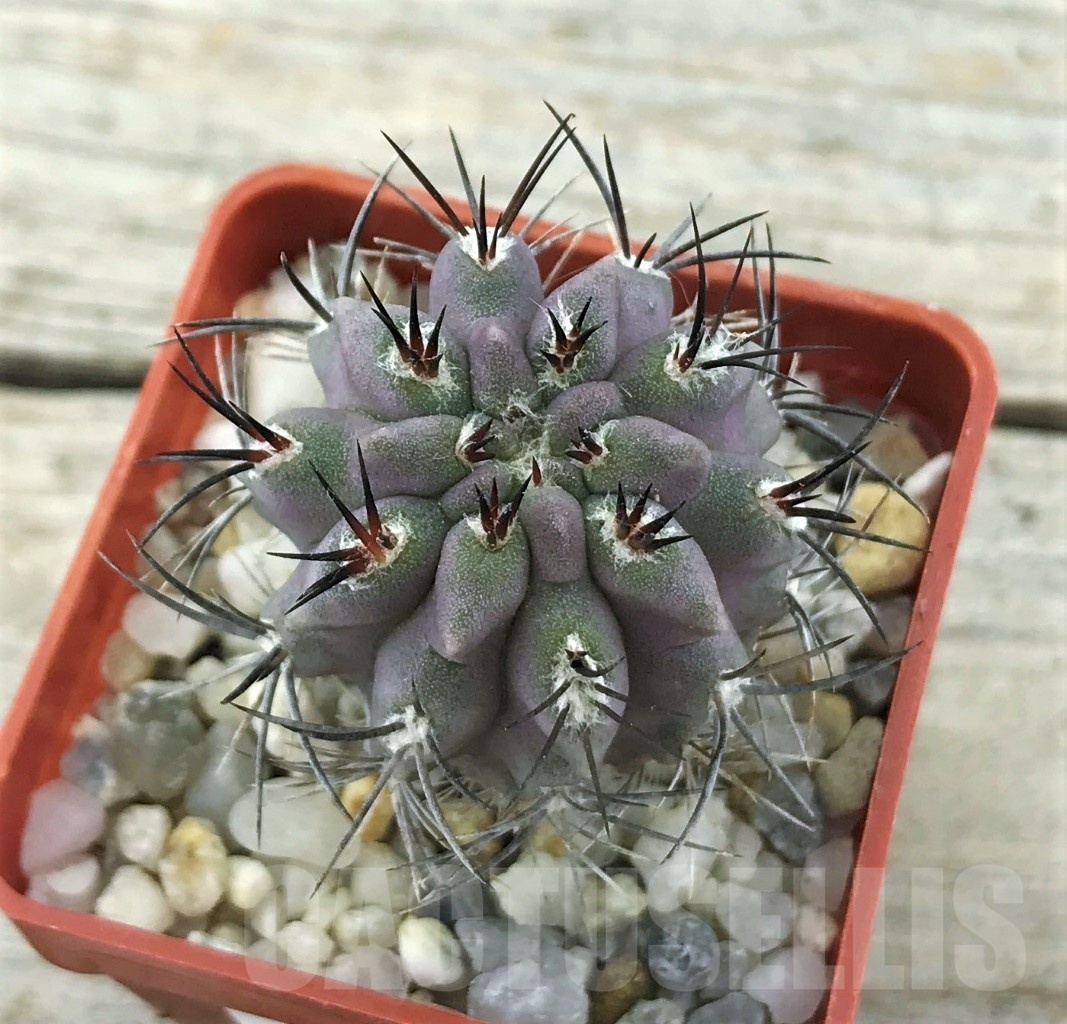 SHPR10510 Neoporteria curvispina v. echinus