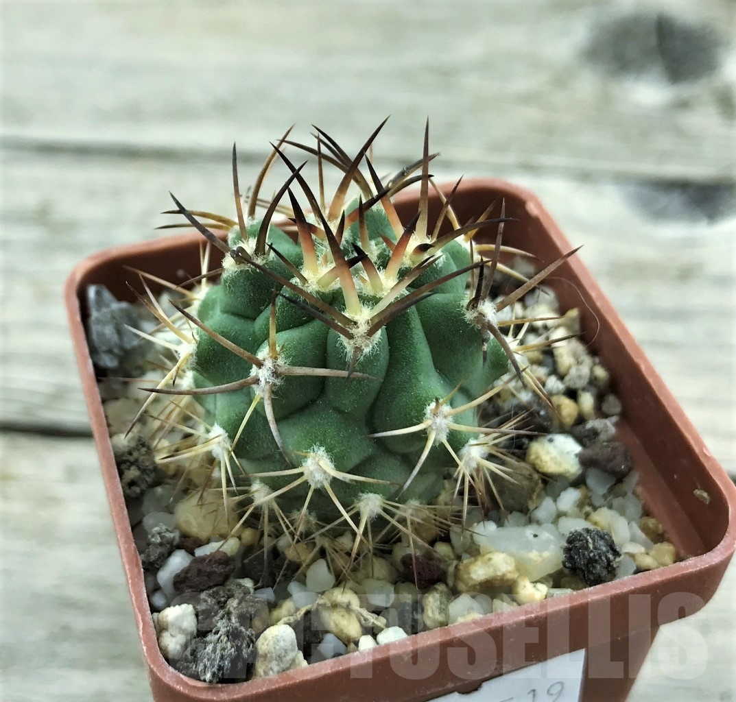 SHPR10519 Eriosyce sandillon