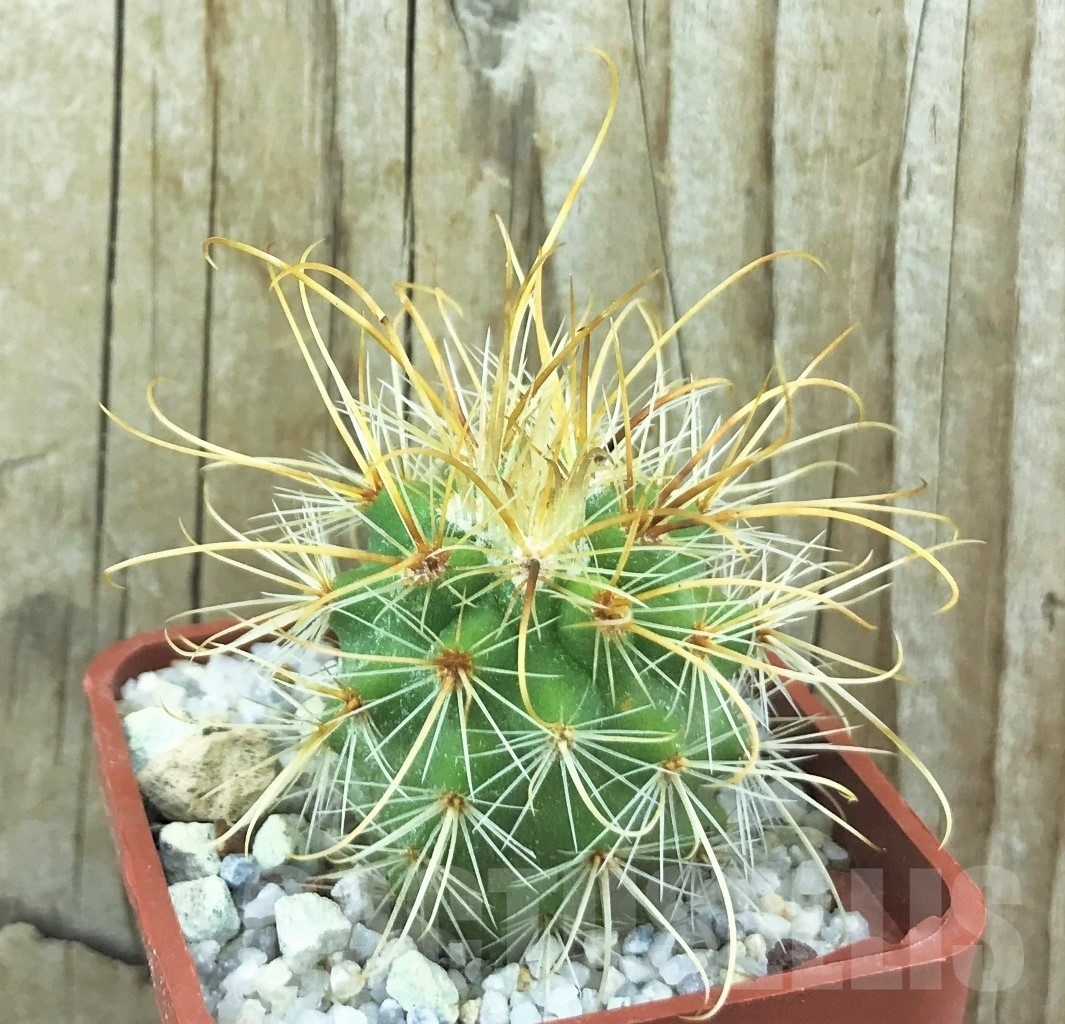 SHPR10520 Parodia maxima