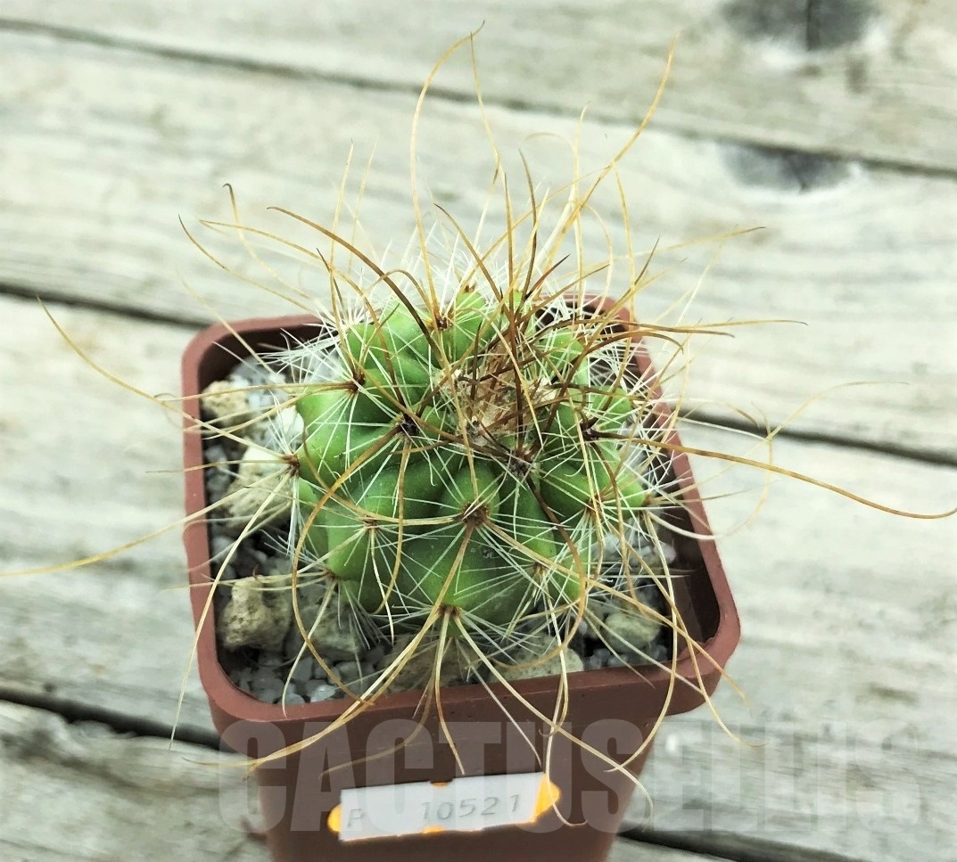 SHPR10521 Parodia maxima