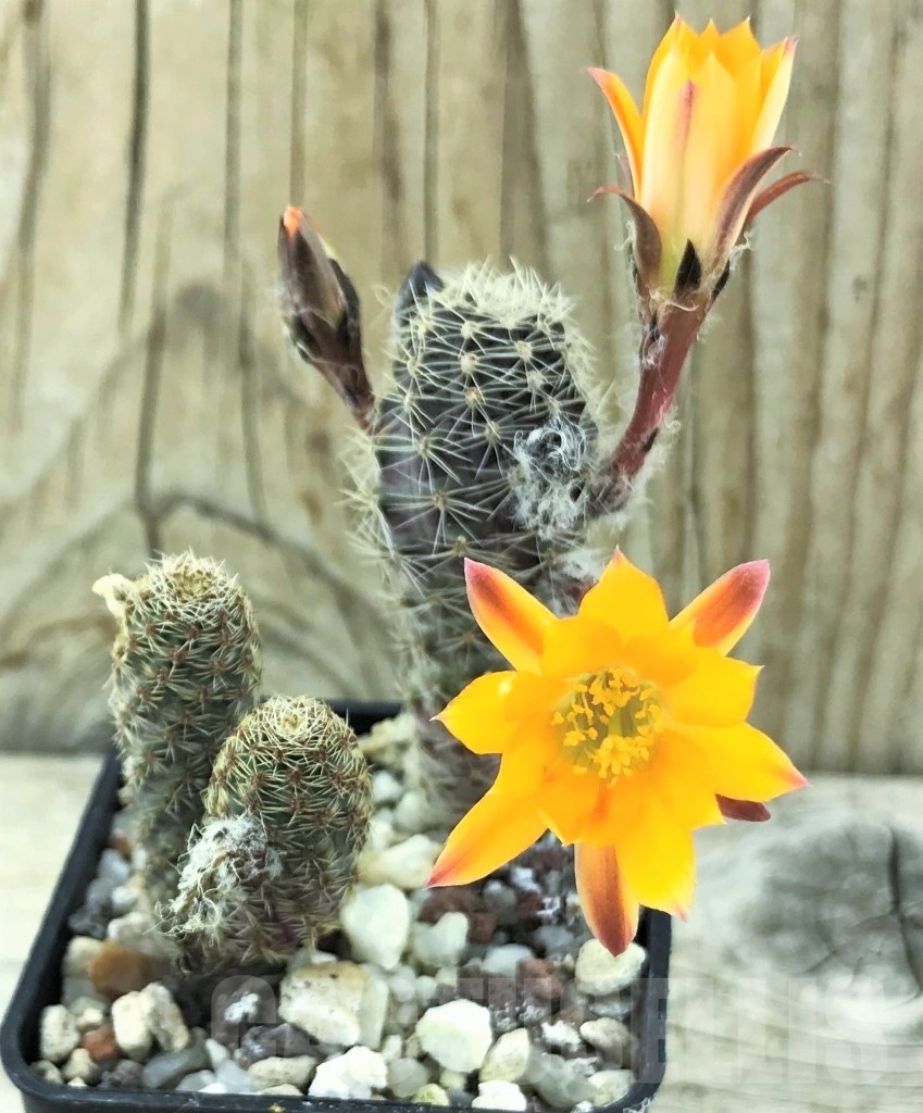 SHPR10522 Mediolobivia pygmaea v. knizei WR 676a