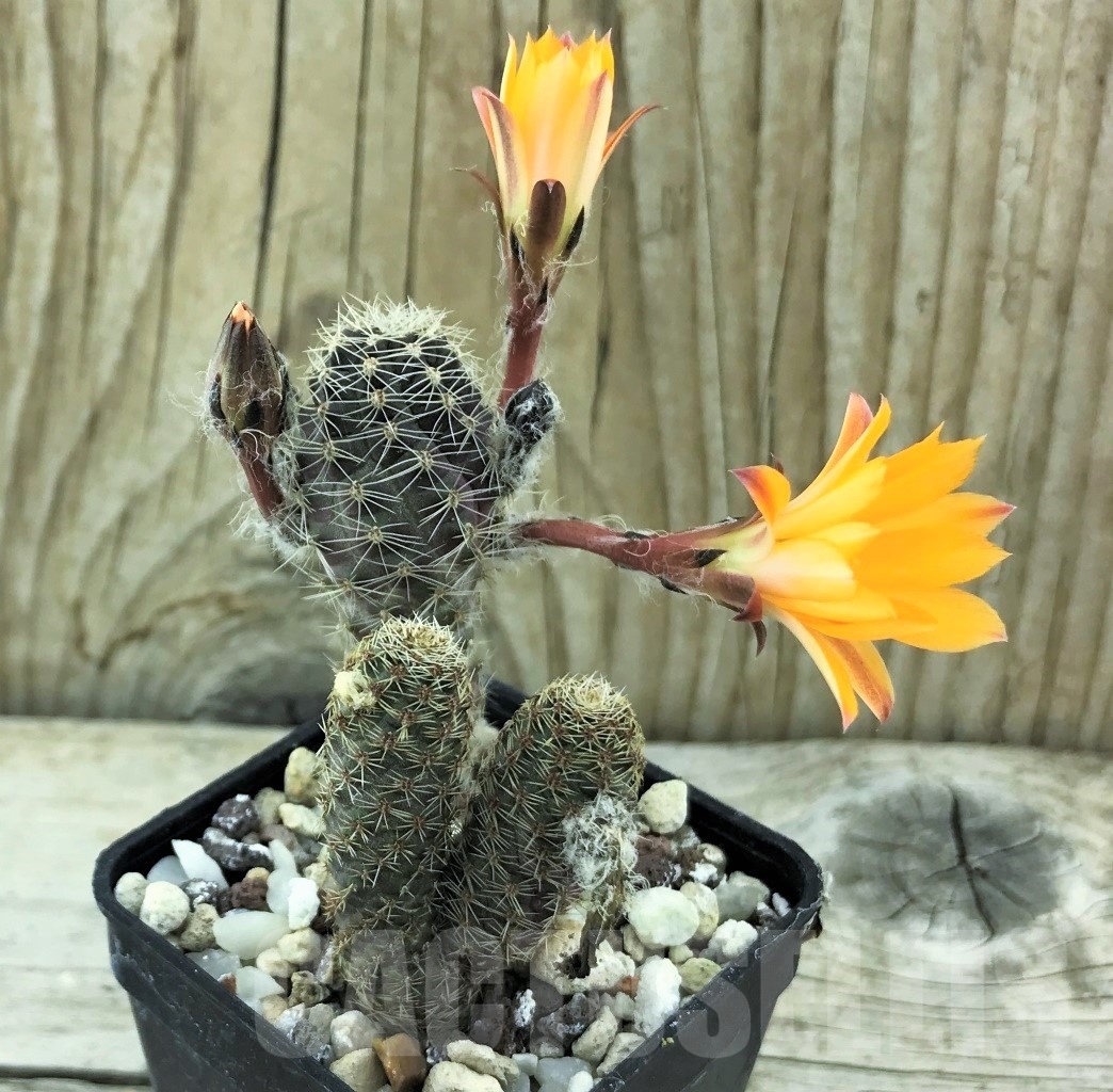 SHPR10522 Mediolobivia pygmaea v. knizei WR 676a - Image 2