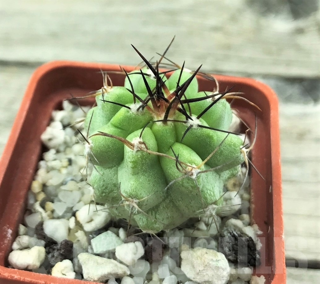 SHPR10524 Copiapoa coquimbana