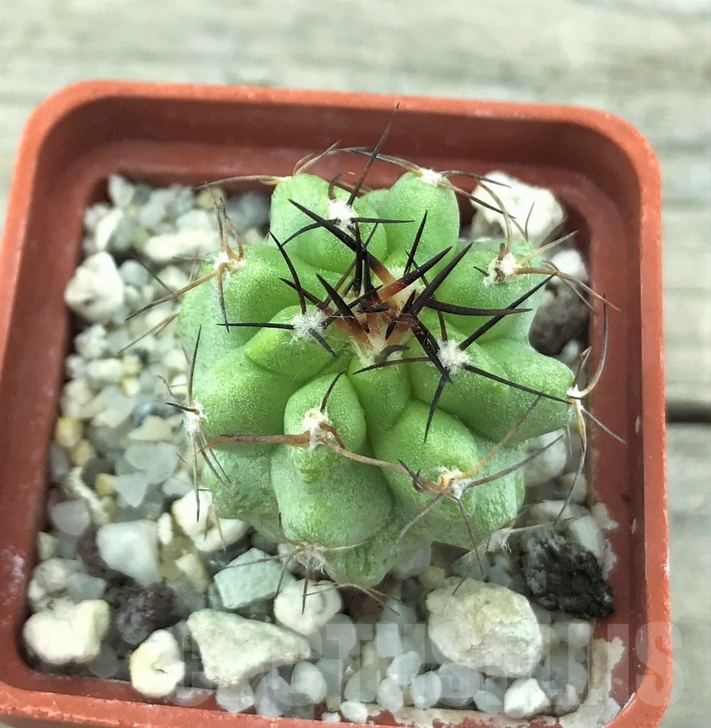 SHPR10524 Copiapoa coquimbana - Image 2