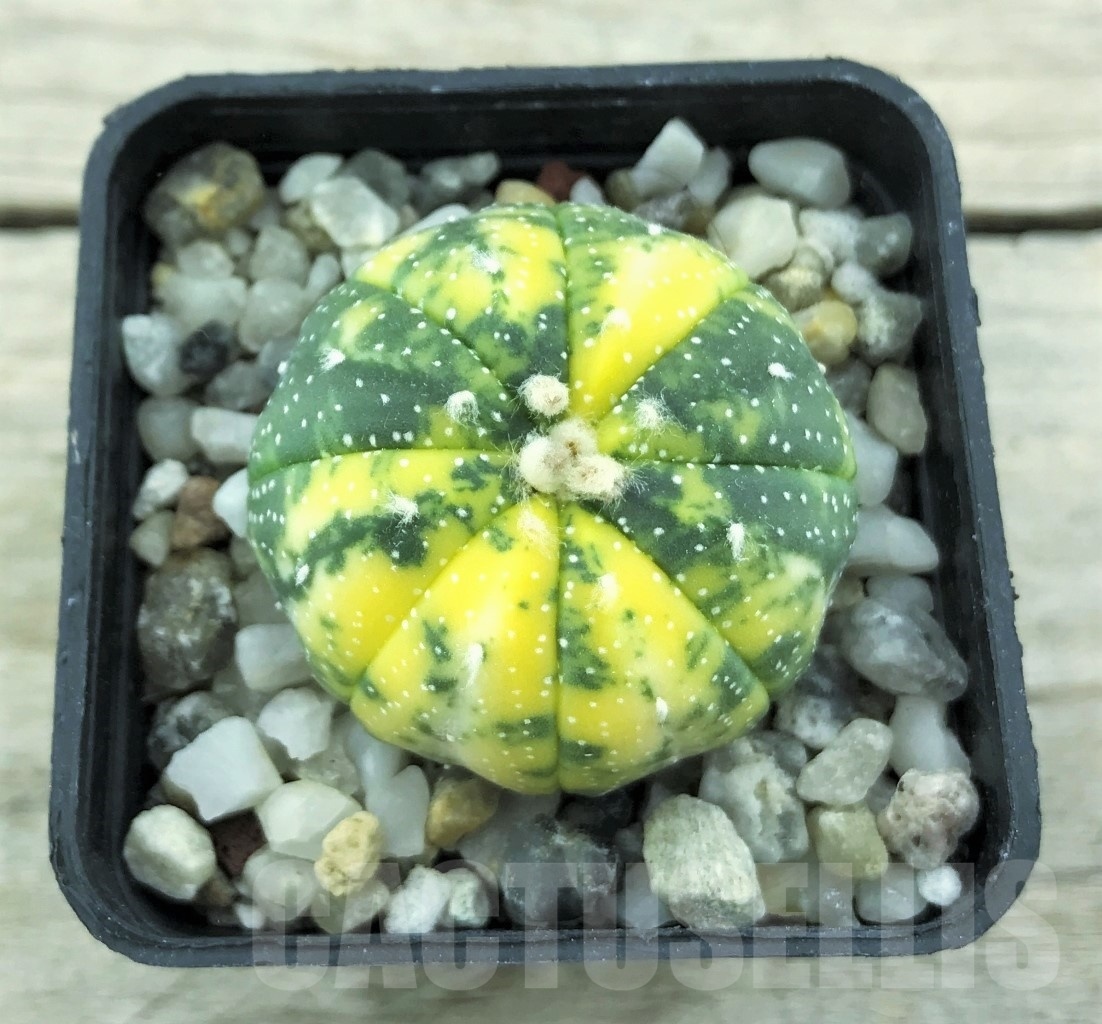 SHPR10528 Astrophytum asterias variegata