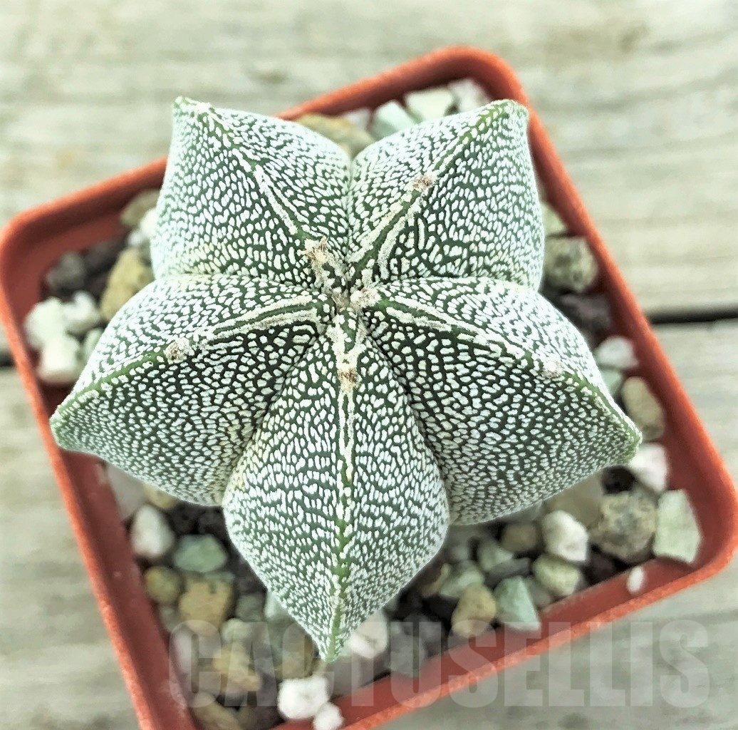 SHPR10529 Astrophytum myriostigma 'Onzuka' - Image 2
