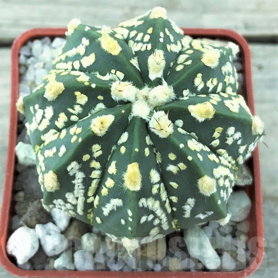 SHPR10531 Astrophytum asterias 'Super Kabuto' x CAPAS