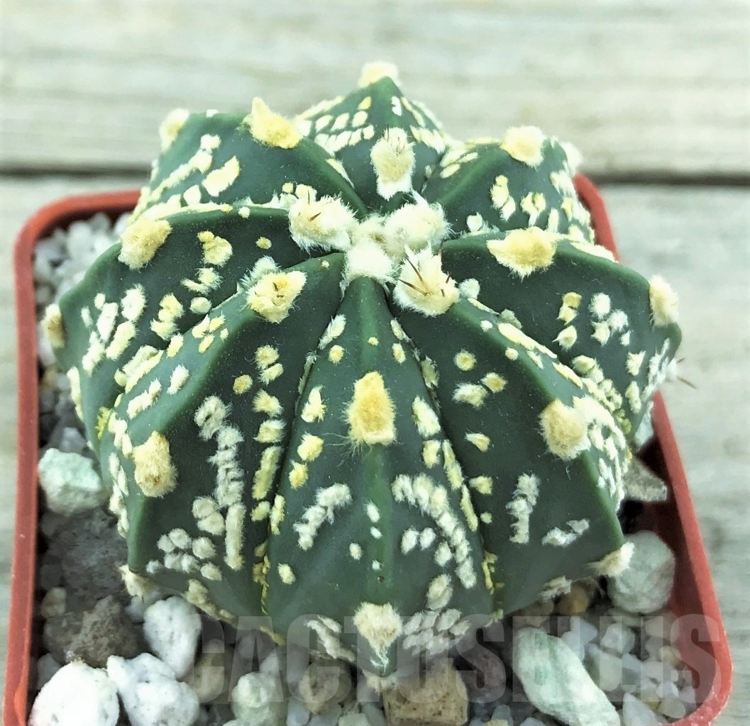SHPR10531 Astrophytum asterias 'Super Kabuto' x CAPAS - Image 2