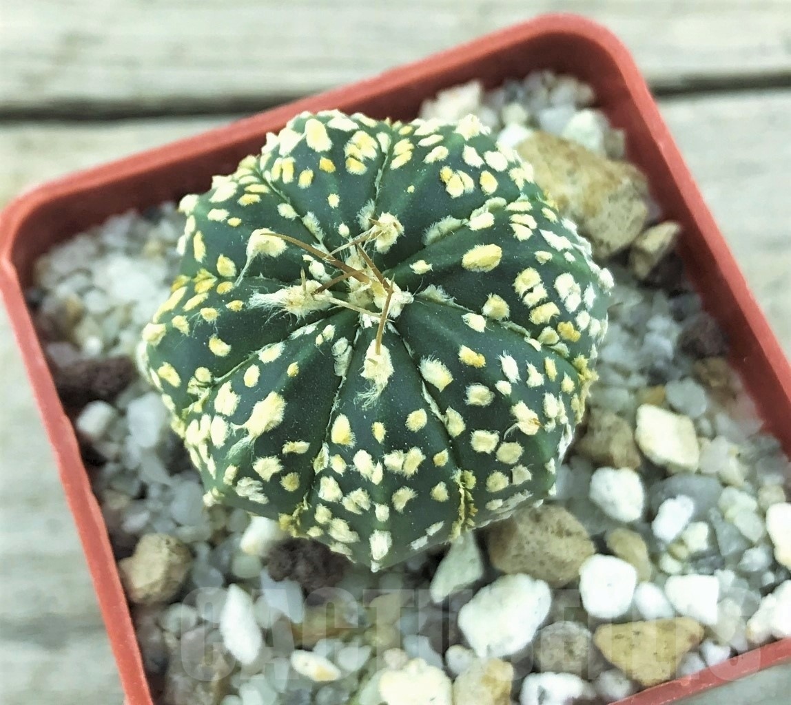 SHPR10534 Astrophytum asterias 'Super Kabuto' x CAPAS