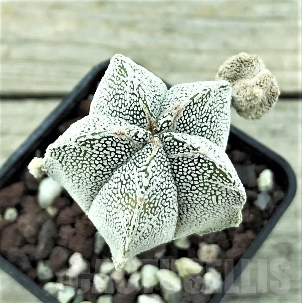 SHPR10535 Astrophytum myriostigma 'Onzuka'