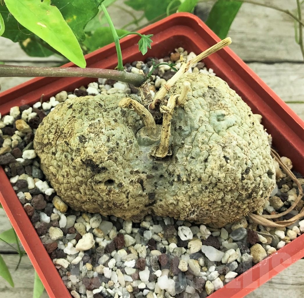 SHPR10537 Adenia lindenii ES 21609 - 画像 (2)