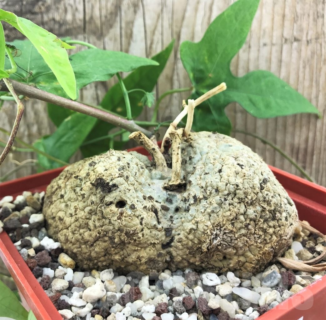 SHPR10537 Adenia lindenii ES 21609