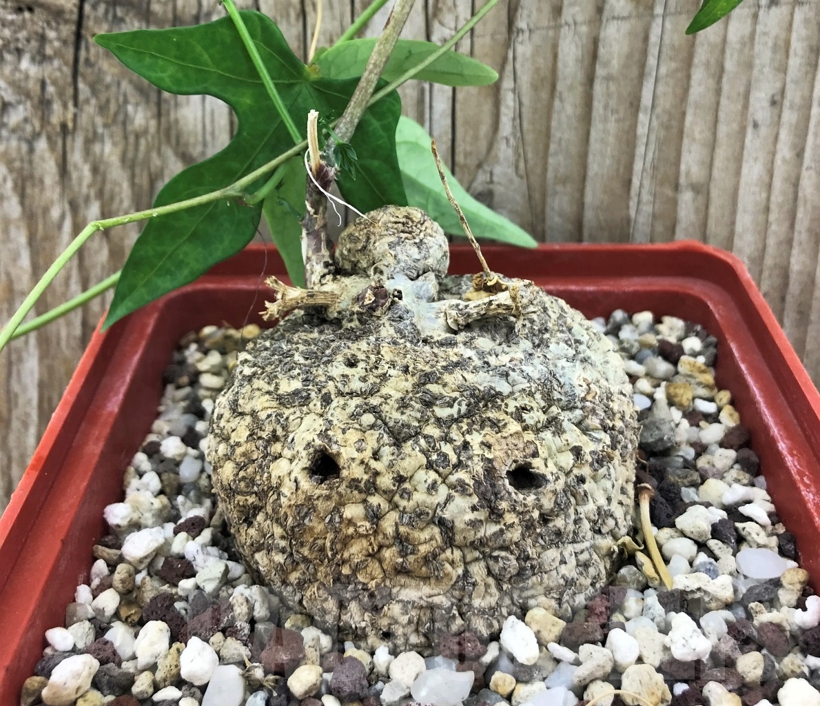 SHPRE 10538 Adenia lindenii ES 21609