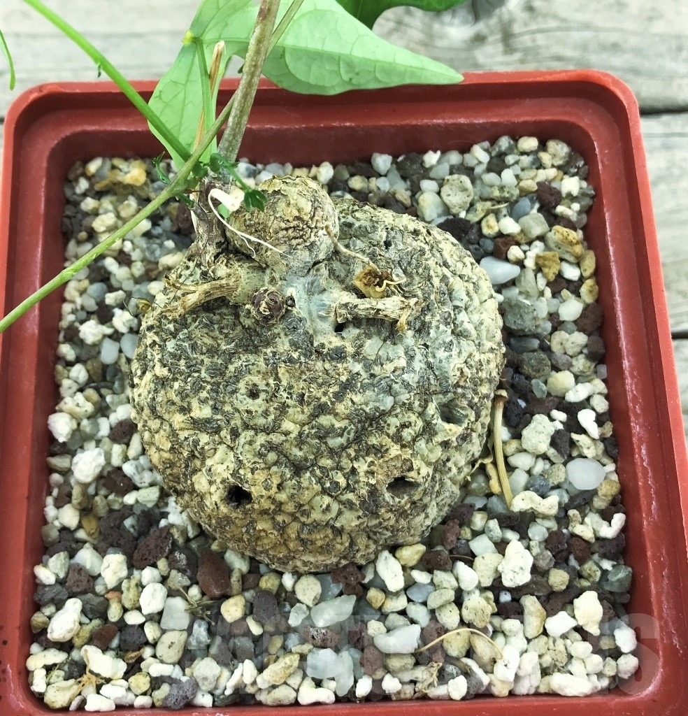 SHPRE 10538 Adenia lindenii ES 21609 - Image 2