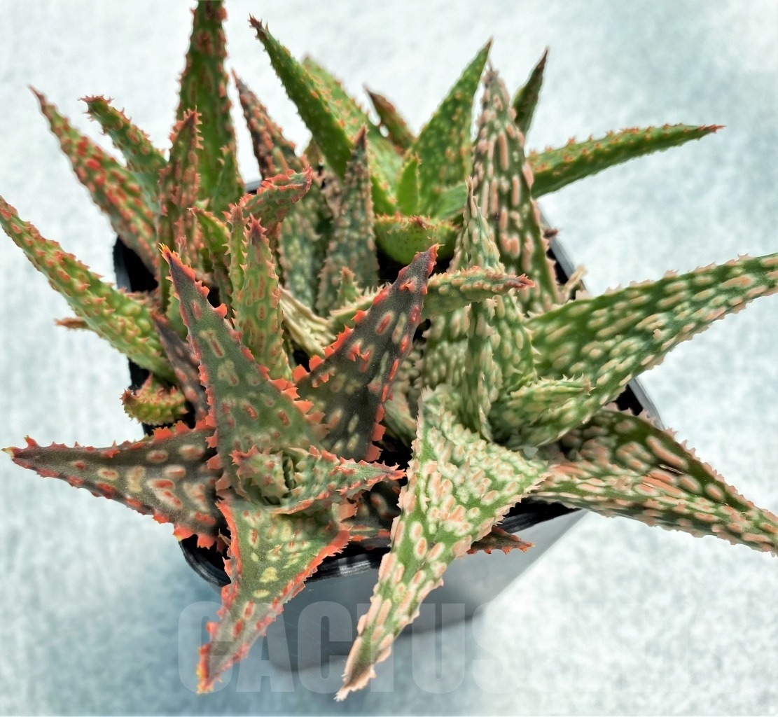 SET11 Aloe hybrid mix, 5 pcs - Image 3