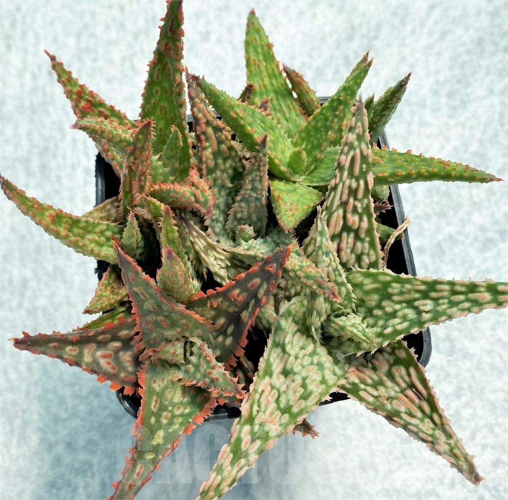 SET11 Aloe hybrid mix, 5 pcs - Image 2