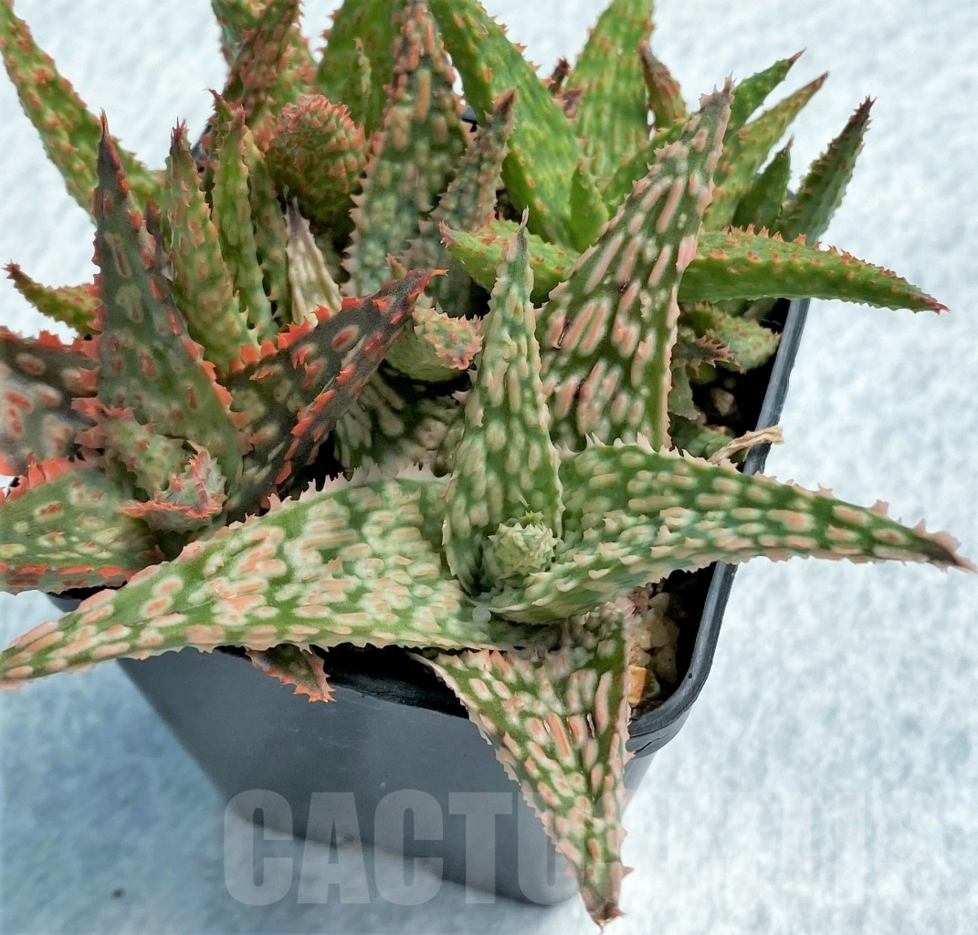 SET11 Aloe hybrid mix, 5 pcs - Image 6