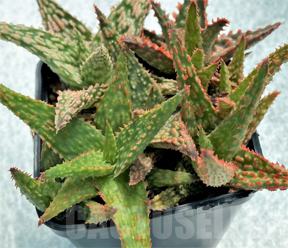 SET11 Aloe hybrid mix, 5 pcs - Image 5