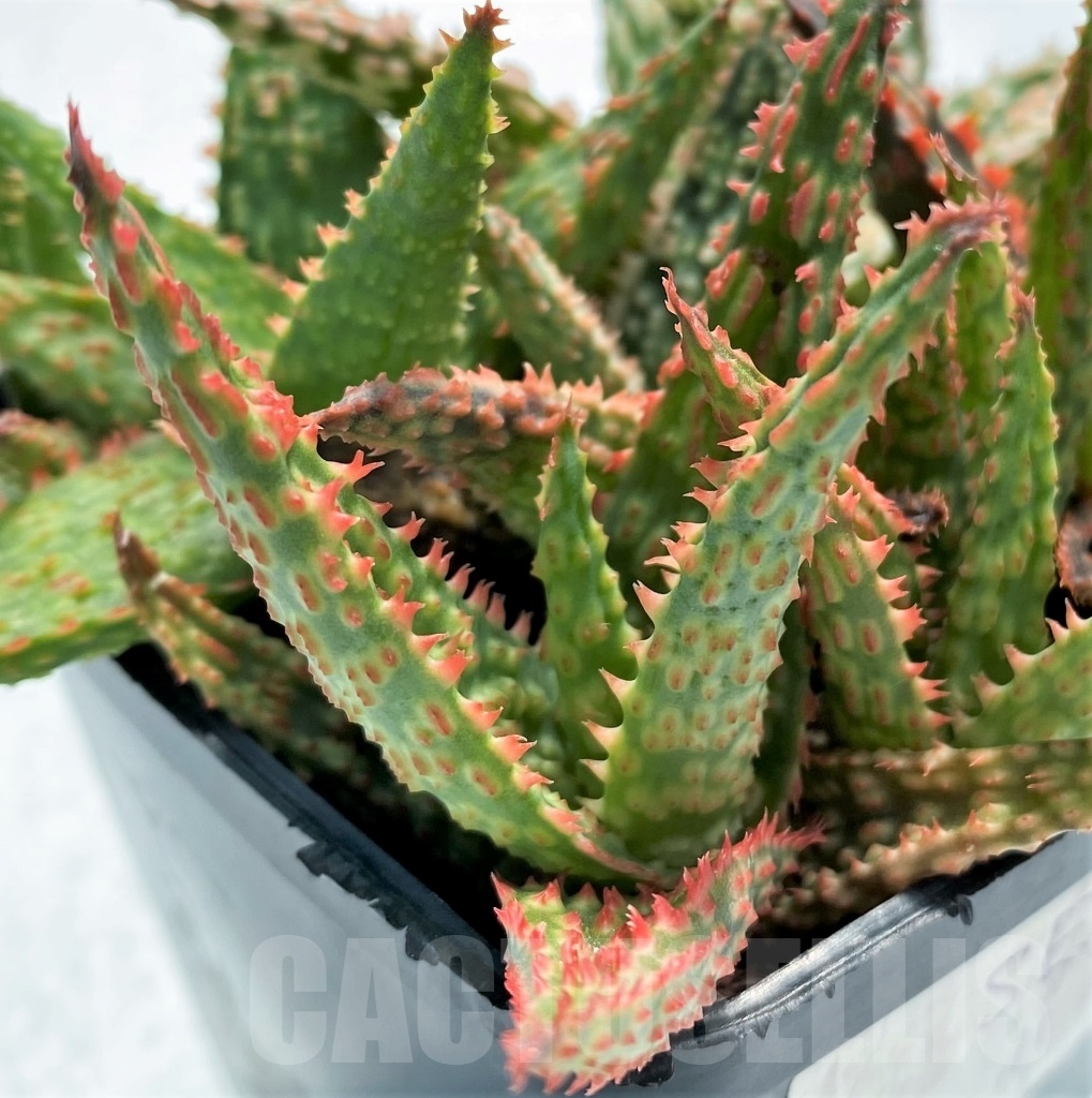 SET11 Aloe hybrid mix, 5 pcs - Image 4