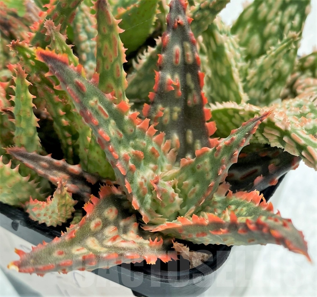 SET11 Aloe hybrid mix, 5 pcs