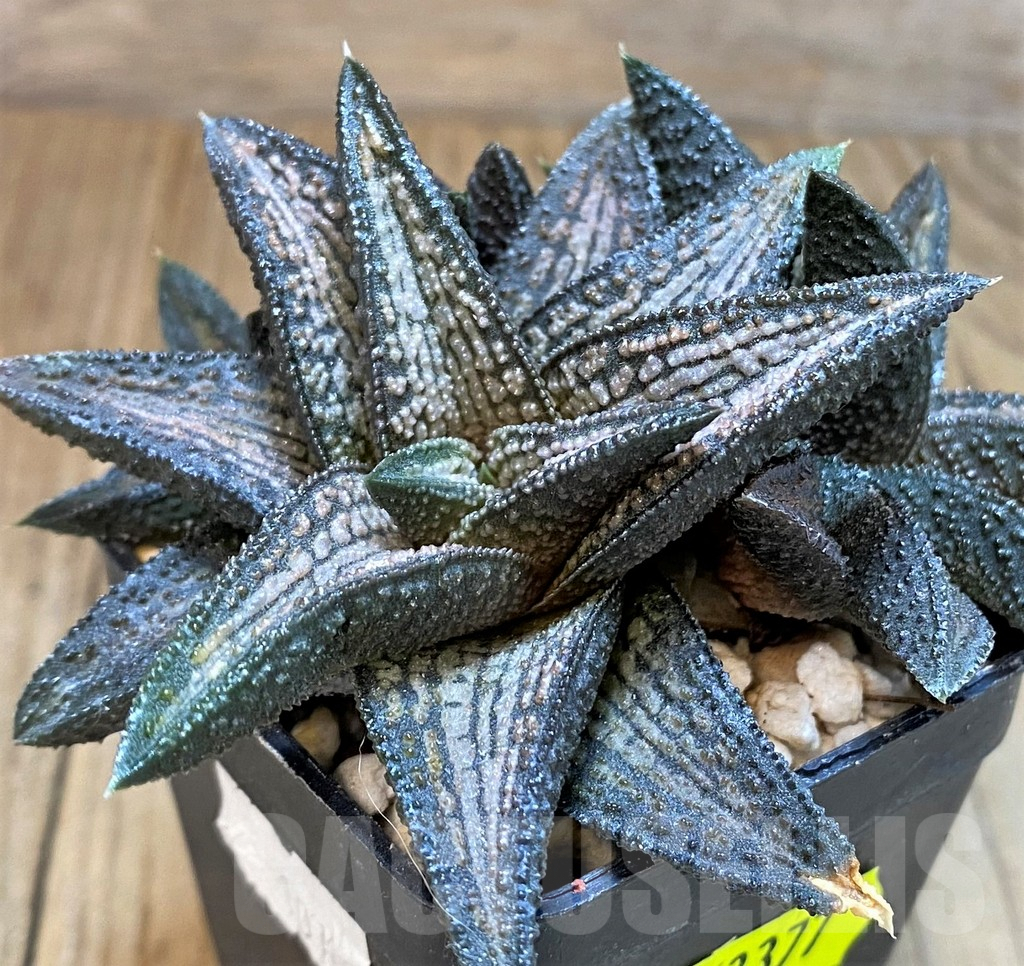 SH3377 Haworthia ‘Kintaikyo’ - immagine 2