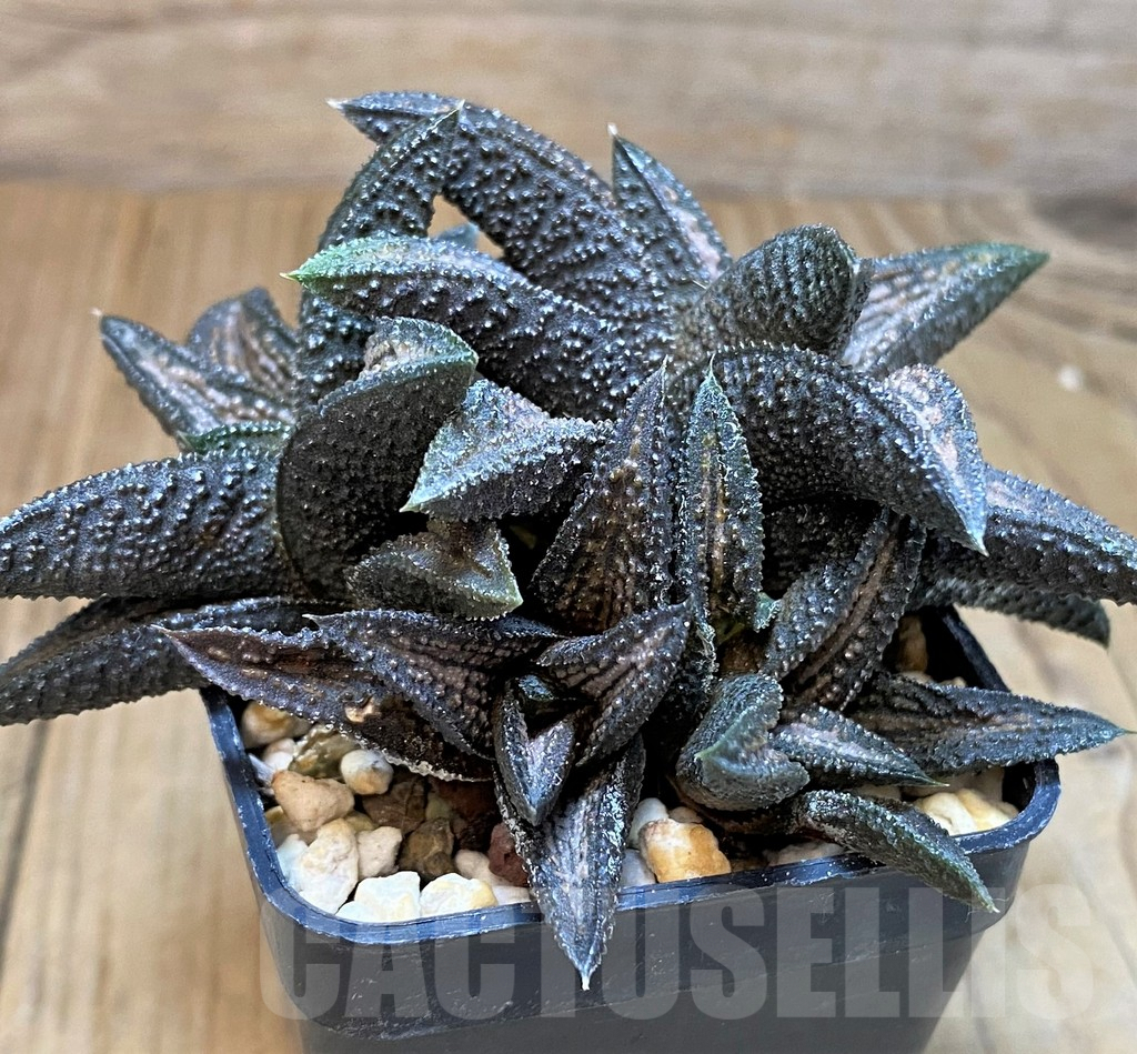 SH3377 Haworthia ‘Kintaikyo’ - immagine 3
