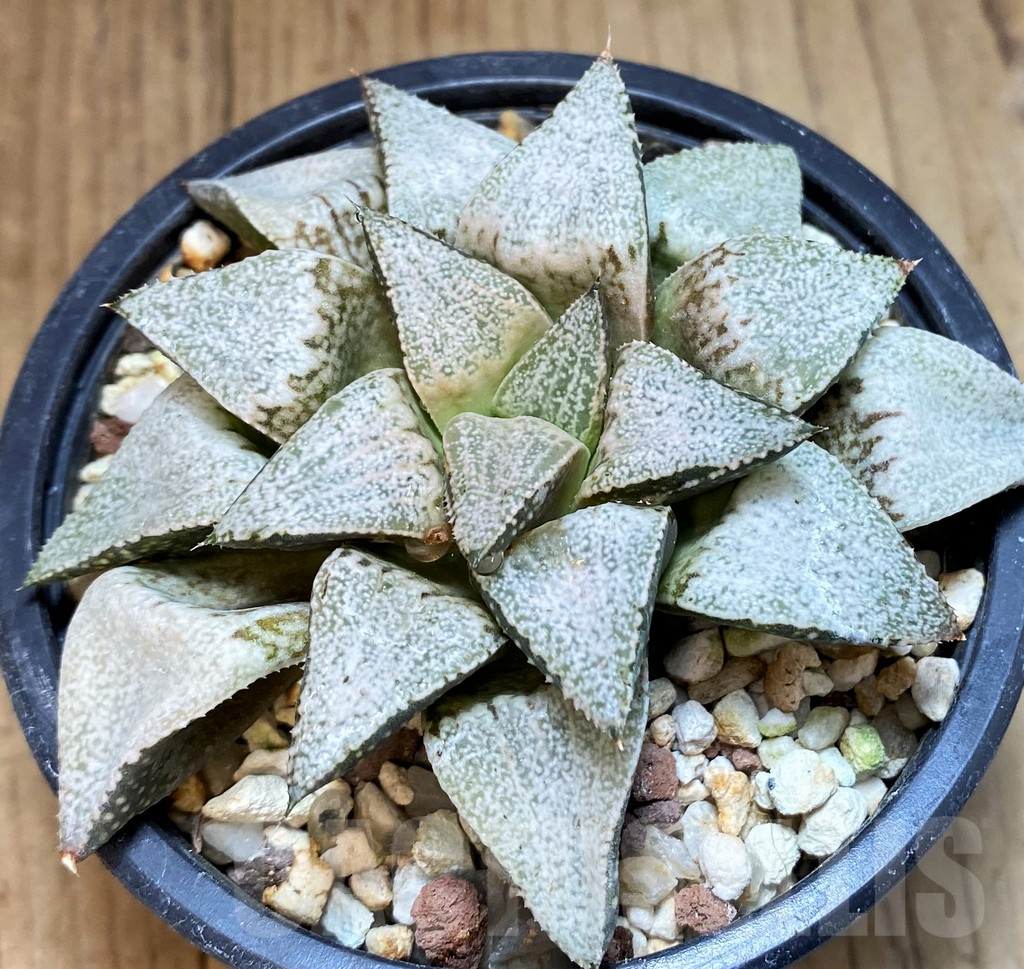 SH3382 Haworthia picta 'Hakusenden'